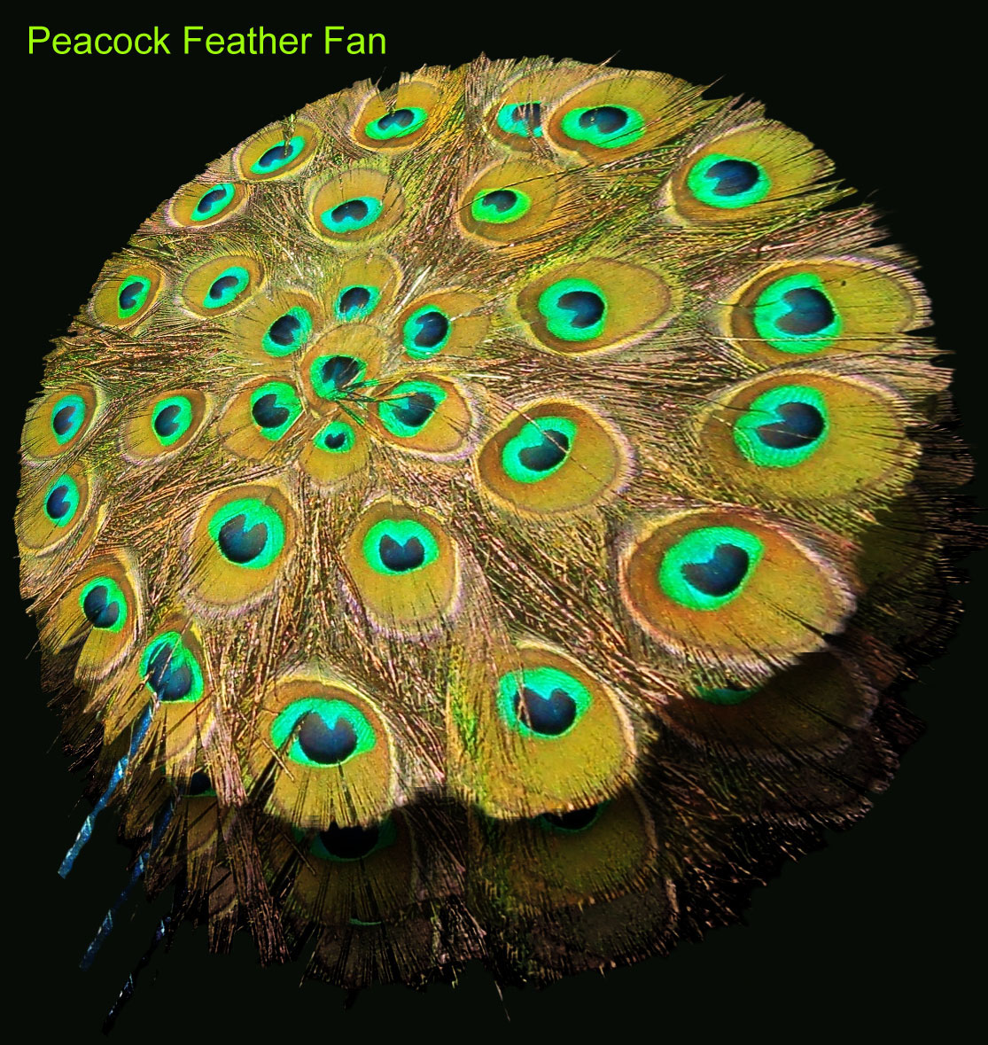 Peacock feather fan products crafts in India